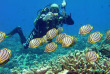 Maldives - Reverie diving Village - Centre de plongée Dive club Laaamu - Poisson-papillon de meyer