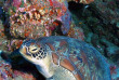 Maldives  - Centre de plongée Dive Ocean - Tortue
