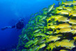 Maldives - Euro-Divers Dighali