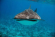 Maldives - Euro Divers - La plongée - Requin baleine