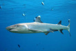 Maldives - Ocean Pro - La plongée - Requin pointes blanches