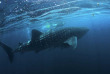 Maldives - Werner lau - Requin baleine © A.Wackenrohr
