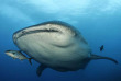 Maldives - Medhufushi - Werner lau - Requin baleine © N. Probst
