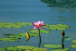 Sri Lanka - Fleur de Lotus © Amethyst Resort