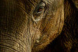 Sri Lanka - Éléphant de Mineriya
