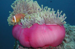 Maldives  - Centre de plongée Dive and Sail - Poisson-clown