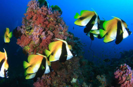 Maldives  - Centre de plongée Dive Ocean - Poissons-chochers