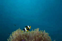 Maldives - Park Hayatt - La plongée - Poisson-clown
