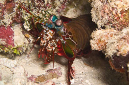Maldives - Centre de plongée Sea Explorer - Mante squille