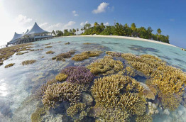 Maldives - Safari Island Resort and Spa - Récif