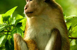 Sri Lanka - Macaque dans le Parc de Mineriya