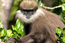 Sri Lanka - Gibbon dans le Parc de Mineriya