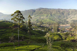 Sri Lanka - Ceylon Tea Trails - Castlereagh Bungalow