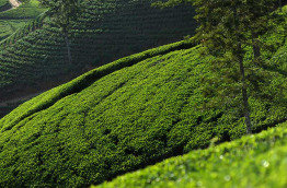 Sri Lanka - Ceylon Tea Trails - Promenade dans les environs