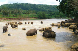 Sri Lanka - Le bain des éléphant à Pinawella