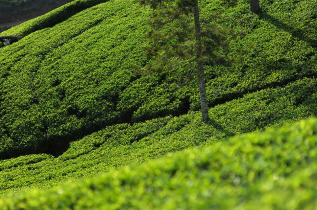 Sri Lanka - Ceylon Tea Trails - Paysages de plantations