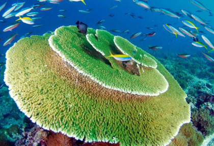 Maldives  - Centre de plongée Dive Ocean - Table d'Acropores