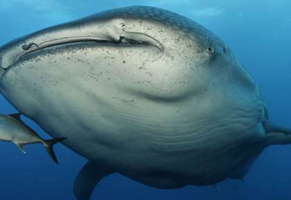 Requin Baleine - Werner Lau Maldives © N.Probst