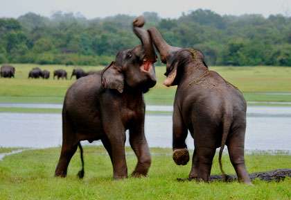 La réserve d’Uda Walawe - Sri Lanka © Sri Lanka OT
