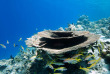 Maldives - Coco Bodu Hithi - Snorkeling