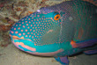 Maldives - Albatros Top Diving - La plongée - Poisson-perroquet