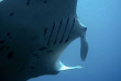 Maldives - Albatros Top Diving - La plongée - Raie manta