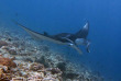Maldives - Dhigurah - BB Dive