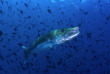 Maldives - Coco Dive Dhuni Kolhu