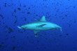 Maldives - Coco Dive Bodu Hithi