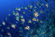 Maldives - Coco Dive Bodu Hithi