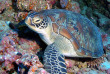 Maldives - Coco Dive Bodu Hithi