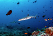 Maldives - Coco Dive Bodu Hithi
