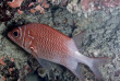 Maldives - Coco Dive Bodu Hithi