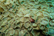 Maldives - Rasdhoo Divers Kuramathi