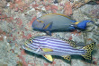Maldives - Rasdhoo Divers Kuramathi