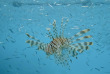 Maldives - Rasdhoo Divers Kuramathi