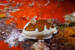 Maldives - Rasdhoo Divers Kuramathi