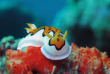 Maldives - Nika - La plongée - Nudibranche © Anastasia Demkina
