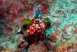 Maldives - Nika - La plongée - Squille mante © Anastasia Demkina