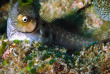 Maldives - Ocean Pro - La plongée - Blennie