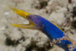 Maldives - Ocean Pro - La plongée - Murène ruban