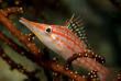 Maldives - Ocean Pro - La plongée - Poisson-faucon