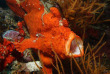 Maldives - Ocean Pro - La plongée - Poisson-grenouille