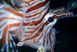Maldives - Ocean Pro - La plongée - Poisson lion ou Rascasse volante