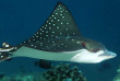 Maldives - Ocean Pro - La plongée - Raie léopard
