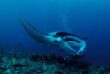 Maldives - Ocean Pro - La plongée - Raie manta
