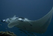 Maldives - Ocean Pro - La plongée - Raie manta