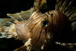 Maldives - Ocean Pro - La plongée - Poisson lion ou Rascasse volante
