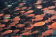 Maldives - Croisière Pearl 111 - Plongée aux Maldives © Pascal Kobeh
