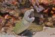 Maldives - Prodivers Lily Beach